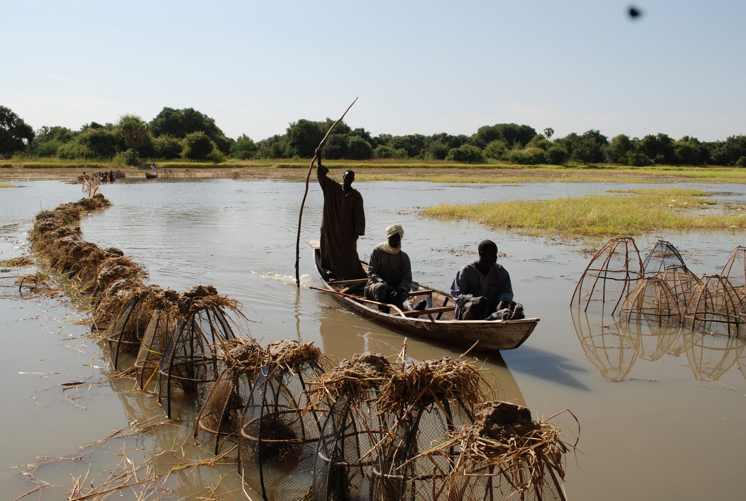 Le poisson du Lac Tchad